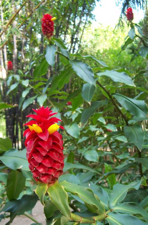 Costus Comosus Red Tower Ginger One Of The Best Ornamental Gingers