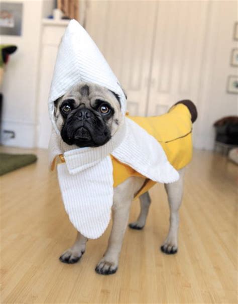 The Best Pug Costumes Known To Man