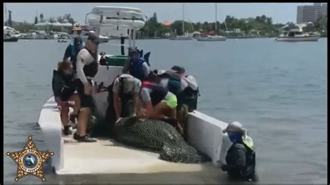Manatee Rescued At Fort Myers Beach After Being Hit By Boat Wsvn
