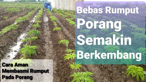 Check spelling or type a new query. Cara Aman Membasmi Rumput/Gulma Pada Tanaman Porang. # ...