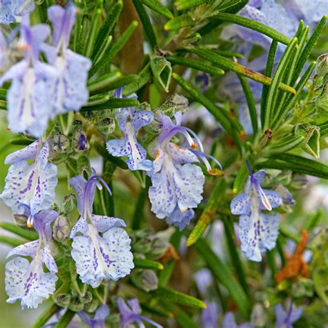 How To Grow Rosemary Better Homes And Gardens