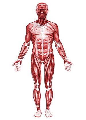 Muscular System Key Stage Wiki