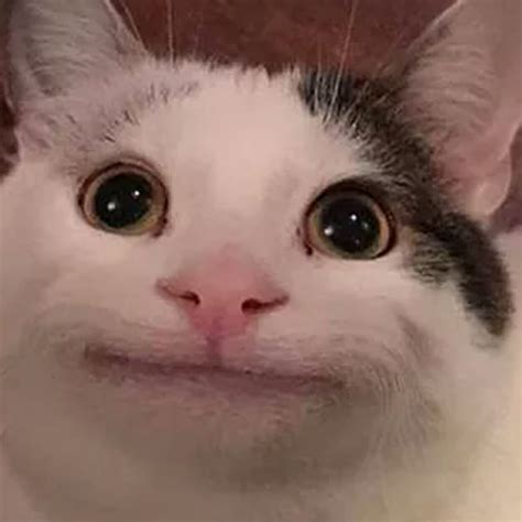Download hd wallpapers for free. Polite Cat | Teh Meme Wiki | Fandom