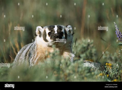 American Badger Taxidea Taxus North America Stock Photo Alamy