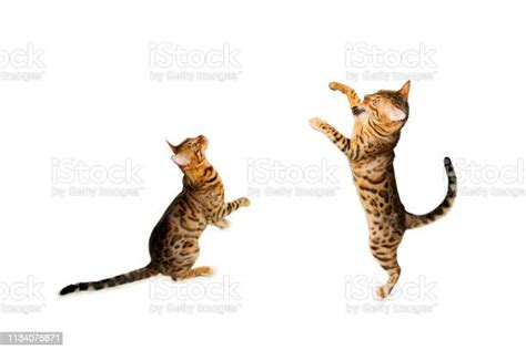 ベンガル猫の遊び 飛ぶのストックフォトや画像を多数ご用意 飛ぶ 飼い猫 ふわふわ Istock