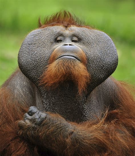orangutan taksonomi morfologi jenis habitat kelangkaan konservasi the best porn website