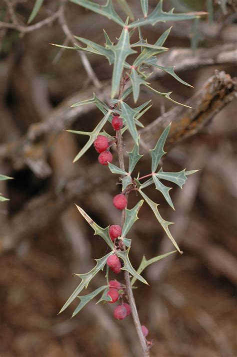 Berberis Trifoliata Berberidaceae