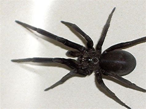 Large Black Spider Kukulcania Arizonica Bugguidenet