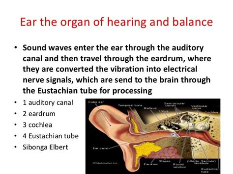 Organ Of Hearing Found Here Teamideakit