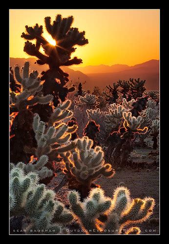 Cholla Sunrise Sunrise Image From The Cactus Garden In Jos Flickr