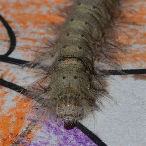 The Ash Caterpillar Tolype Bugguidenet