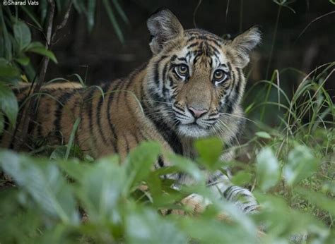 Tiger Photography Safari Bandhavgarh National Park
