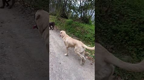 Köpeklerimle Orman Gezisi Yaptık YouTube