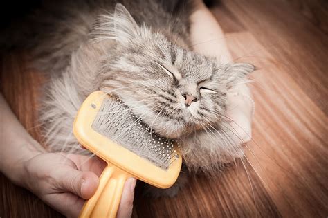 When a cat grooms, they will typically swallow hair. Cat Hairball (Trichobezoar) Causes, Symptoms & Signs