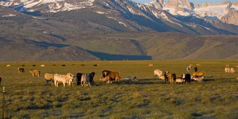On the eastern side of the forest, thequinn canyon wilderness is a maze of deep canyons and rugged peaks reaching to over 10,000 feet. Humboldt-Toiyabe National Forest | Sierra Nevada Geotourism