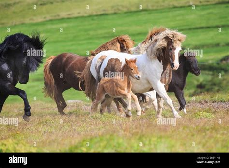 Icelandic Horse Mares Foals And Black Stallion Galloping On A Pasture