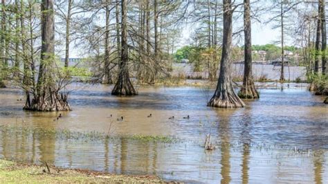 15 Best Lakes In Louisiana The Crazy Tourist