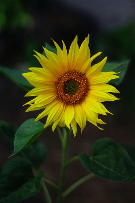 Imagine De Stoc Gratuită Cu Colorat Floare Floarea Soarelui