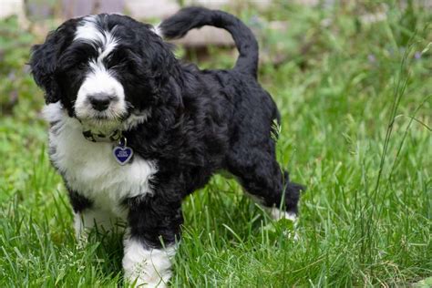 Portuguese Water Dog Dog Breeds Facts Advice And Pictures Mypetzilla Uk