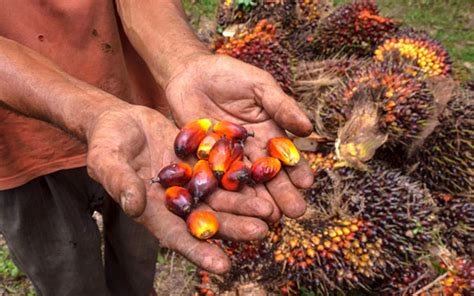 Oil palm biomass are constantly generated in large quantities annually with a small fraction being converted into value added product while a large percentage are left underutilized. Europe's move to cap palm oil use will affect ties, says ...