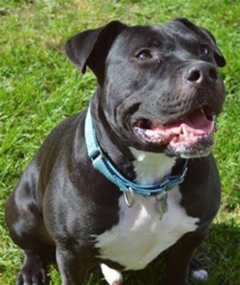 The american pit bull terrier is loyal, tough on itself, and tenacious. View Ad: American Pit Bull Terrier Mix Dog for Adoption, Michigan, Livonia