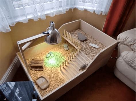Complete Guide To Setting Up An Indoor Box Turtle Habitat
