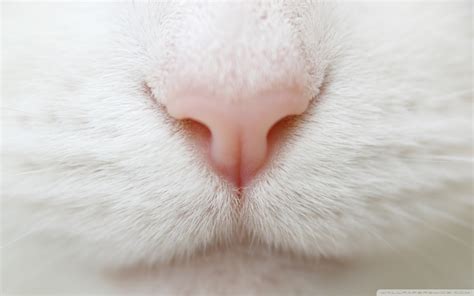 Wallpaper Face White Animals Mouth Nose Whiskers Skin Eye