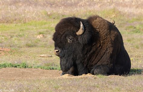 American Bison Buffalo Photos Photographs Pictures