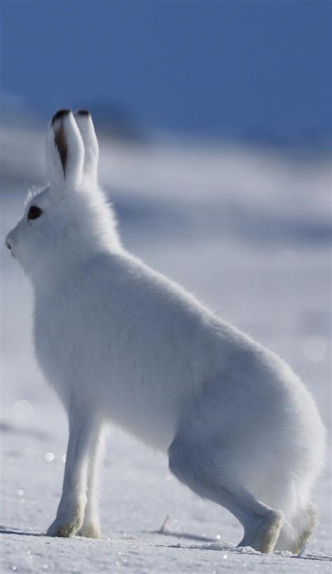 An Arctic Hare Walking On Snow About Wild Animals