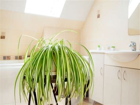 9 Best Bathroom Plants That Absorb Moisture
