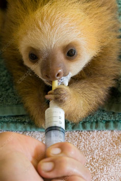 Hoffmanns Two Toed Sloth Orphaned Baby Bottle Feeding Stock Image