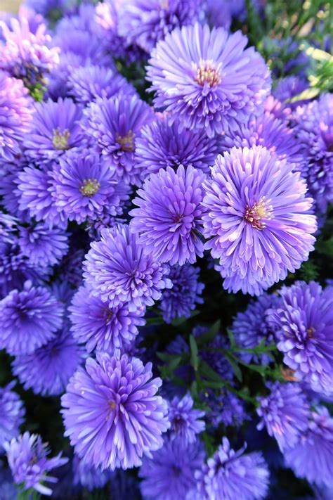 19 Flowers To Paint Your Garden Purple Sunset Magazine