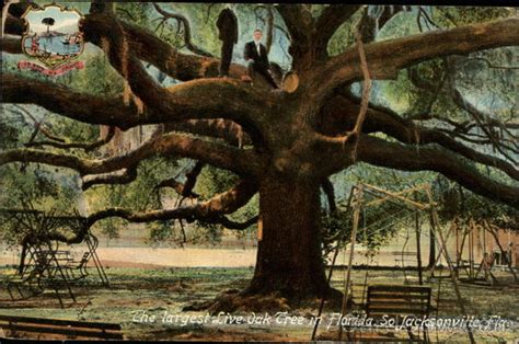 The Largest Live Oak Tree In Florida South Jacksonville Fl