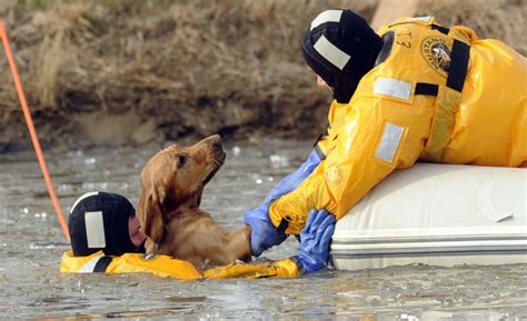 Unbelievable Tale Courageous Horse Rescues Dog From Watery Perilts