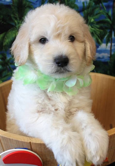 Some dogs have fur that is shaggy like a golden retriever, others have curls like a poodle, and some dogs are perfect hybrids. Goldendoodle Puppy Colors by Moss Creek Goldendoodles in ...