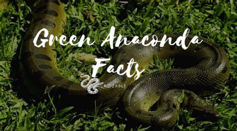 10 Fascinating Green Anaconda Facts Kidzable