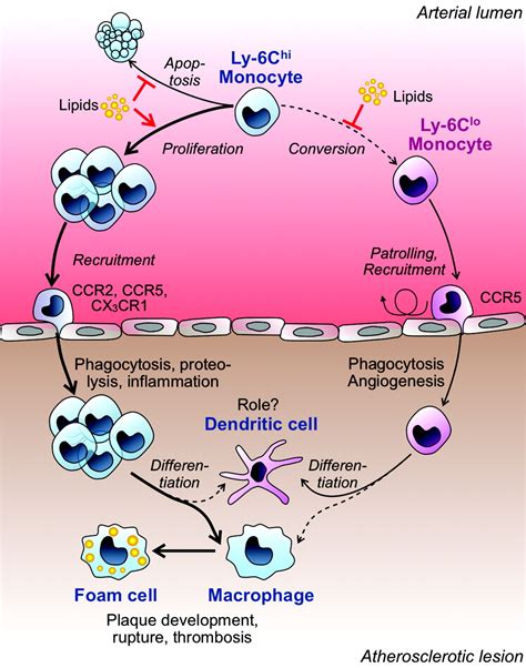 Heterogeneous In Vivo Behavior Of Monocyte Subsets In Atherosclerosis