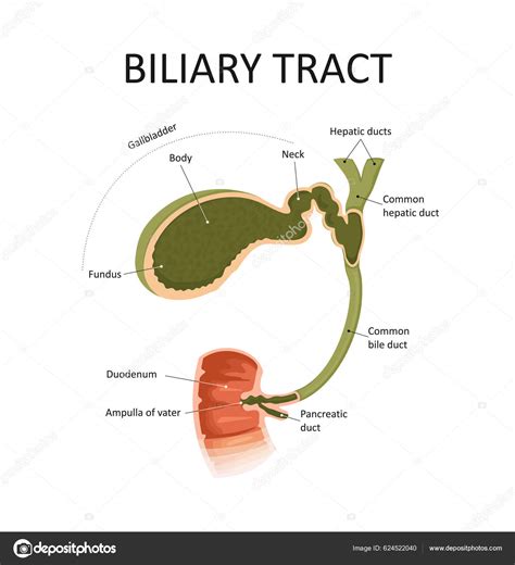 Biliary Tract Gallbladder Bile Duct Medical Education Illustration