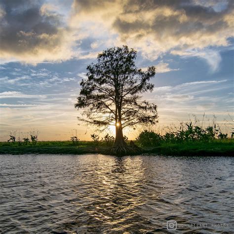 A Lone Cypress Tree Along The St Johns River In East Central Florida