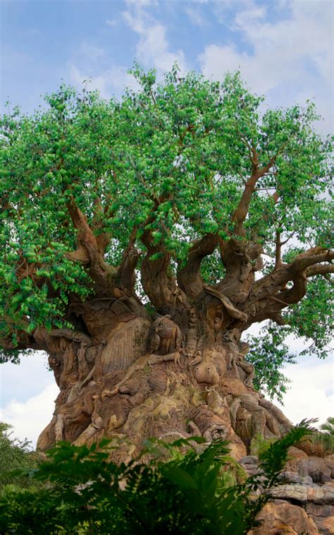 Free Download Tree Of Life Wallpapers At Disney Again 2560x1706 For