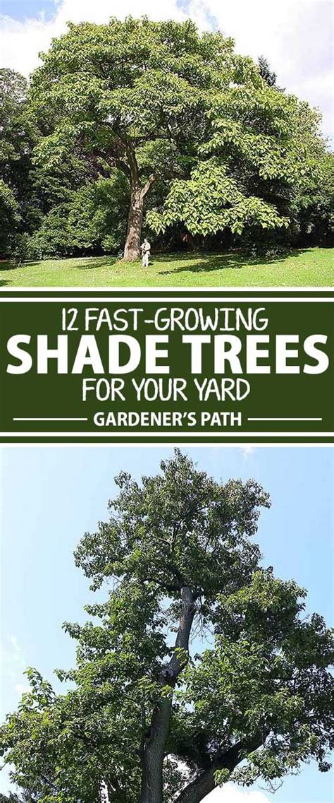 The Best Fast Growing Shade Trees For Your Yard Fast