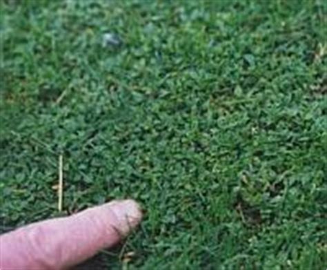 A new smartphone app offers growers a range of new tools including weed and disease identification. Pimp my Lawn takes care of over 100 common broadleaf weeds ...