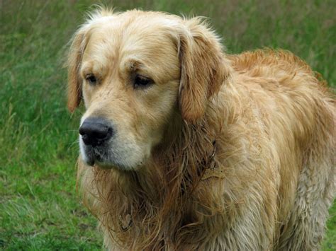 Golden Retriever Dog Free Stock Photo Public Domain Pictures