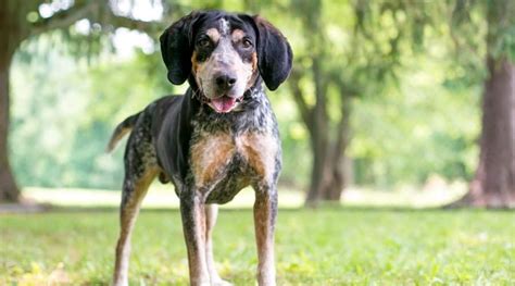 Bluetick Coonhound Dog Breed Information Facts Traits Pictures And More