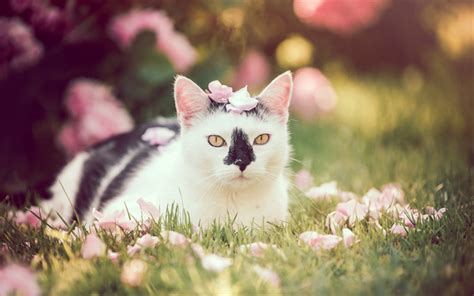 Download Wallpapers White Cat Green Grass Pets Breeds Of Short