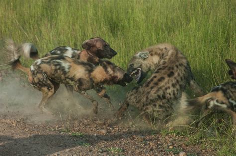 Hungry Hyenas Take On A Pack Of Wild Dogs Africa Geographic