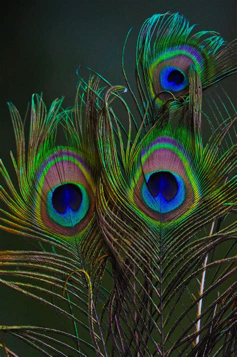 Power Of Tantrik Sadhana मोरपंख Peacock Feathers Magic का जादू