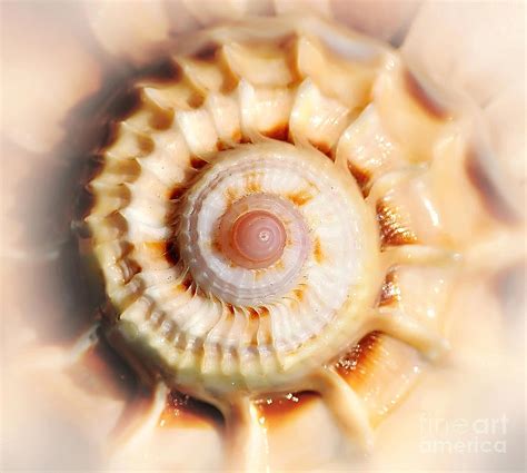 Seashell Wall Art 11 Spiral Of Harpa Ventricosa Photograph By Kaye