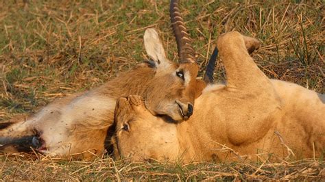 Lion Kills Antelope Youtube