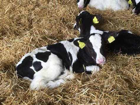 British Forum Sets Precedent For Irish Calf Export Reduction Agrilandie